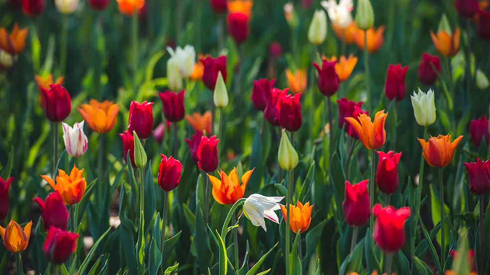 Canadian Tulip Festival