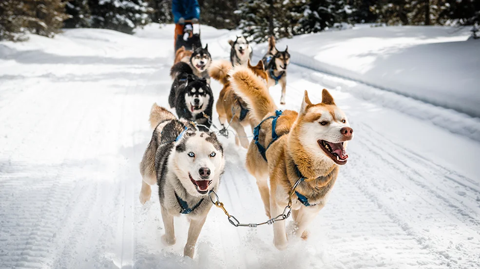 sled dogs