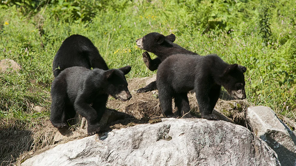 Omega Park