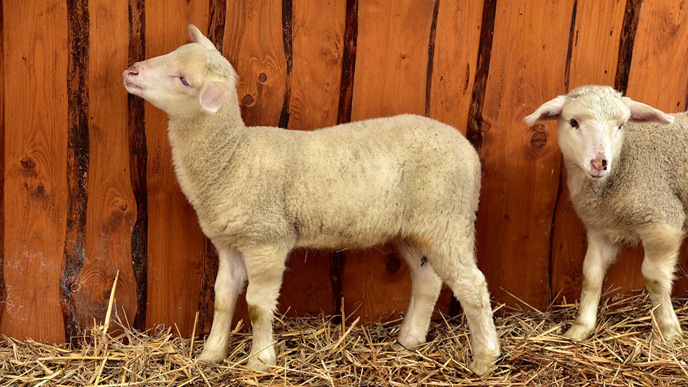 Valleyview Little Animal Farm