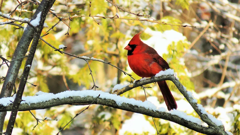 Cardinal