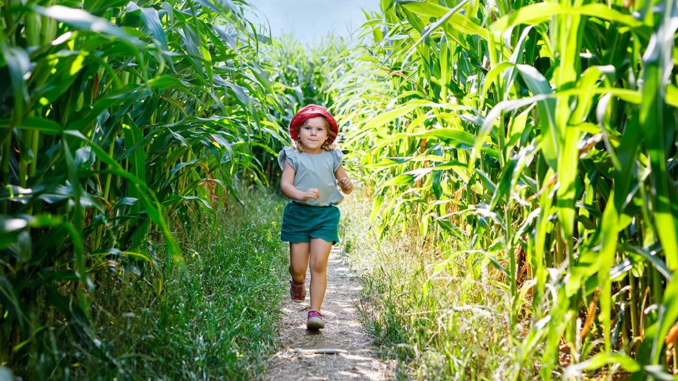 corn maze