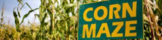 Maple Hill Urban Farm Corn Maze