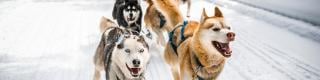 sled dogs